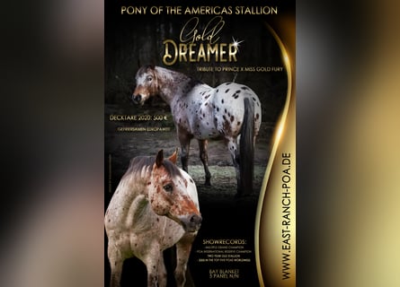 Pony of the Americas, Hengst, 23 Jahre, 142 cm, Brauner