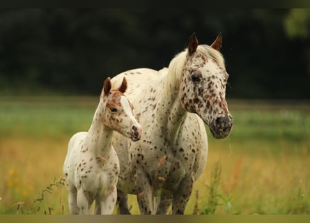 Pony of the Americas, Hengst, Veulen (06/2025), 138 cm, Appaloosa