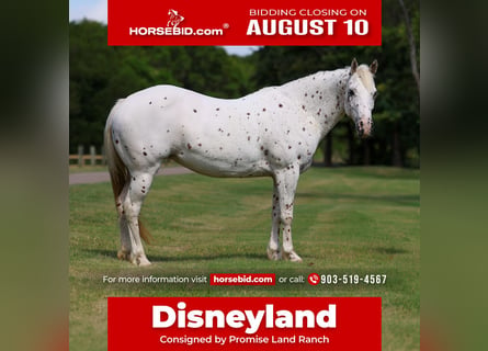 Pony of the Americas, Mare, 14 years