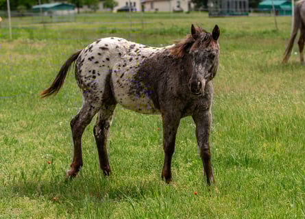 Pony of the Americas, Mare, 1 year, 13.2 hh, Black