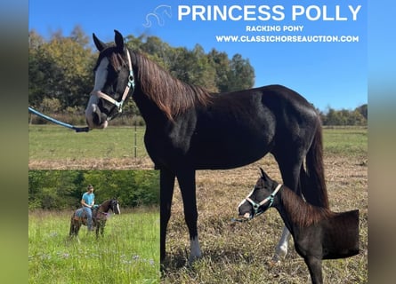 Pony of the Americas, Mare, 3 years, 13 hh, Black