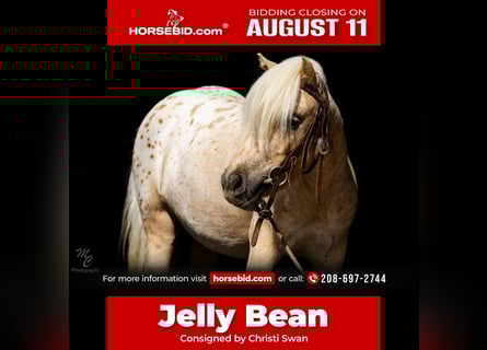 Pony of the Americas, Mare, 4 years, 10 hh