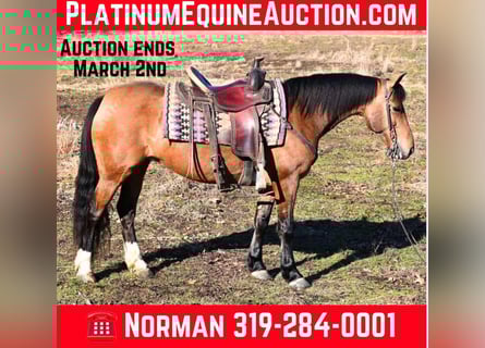 Pony of the Americas, Mare, 9 years, 13.2 hh, Dun