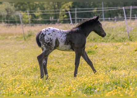 Pony of the Americas, Mare, Foal (04/2024), 13.2 hh, Black
