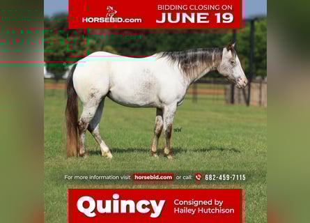 Pony of the Americas, Merrie, 10 Jaar