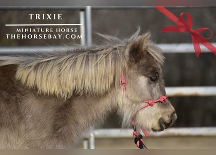 Pony of the Americas, Merrie, 1 Jaar, 84 cm, Bruin