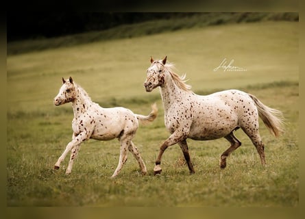Pony of the Americas, Merrie, 20 Jaar, 135 cm, Appaloosa