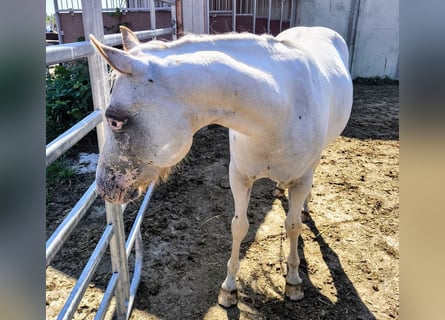 Pony of the Americas, Merrie, 2 Jaar, 140 cm, Rood schimmel