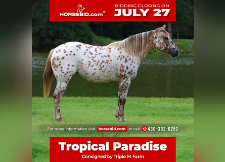 Pony of the Americas, Merrie, 7 Jaar