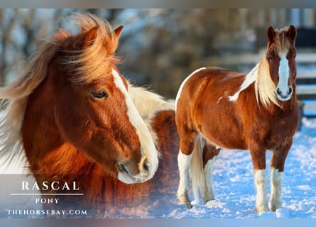 Pony of the Americas, Ruin, 10 Jaar, 127 cm, Tobiano-alle-kleuren