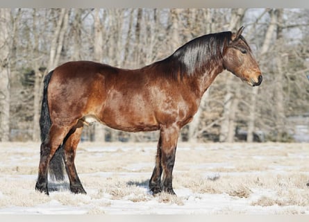 Pony of the Americas, Ruin, 14 Jaar, 142 cm, Roodvos