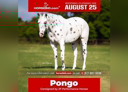 Pony of the Americas, Ruin, 4 Jaar, 145 cm