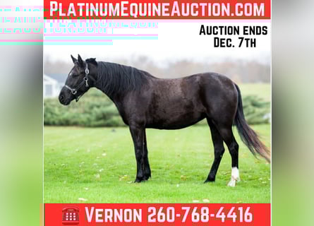 Pony of the Americas, Ruin, 5 Jaar, 140 cm, Zwart