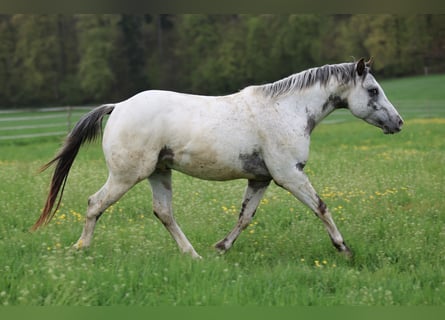 Pony of the Americas, Stallion, 3 years, 13.2 hh, Leopard-Piebald