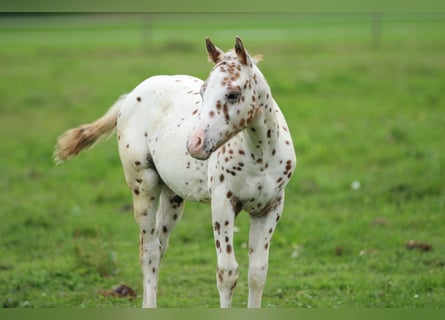 Pony of the Americas, Stallion, Foal (06/2025), 13.2 hh, Leopard-Piebald