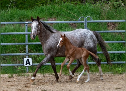 Pony of the Americas, Stallion, Foal (05/2026), 14.1 hh, Chestnut-Red