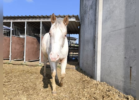 Pony of the Americas, Stute, 2 Jahre, 140 cm, Cremello