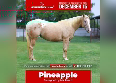 Pony of the Americas, Stute, 6 Jahre, 142 cm, Palomino