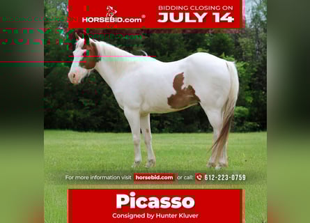 Pony of the Americas, Wallach, 12 Jahre, 137 cm