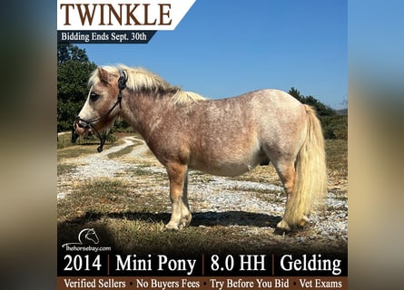 Pony of the Americas, Wallach, 12 Jahre, 81 cm, Roan-Red