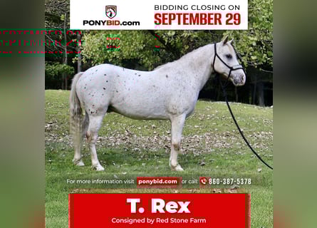 Pony of the Americas, Wallach, 14 Jahre, 122 cm