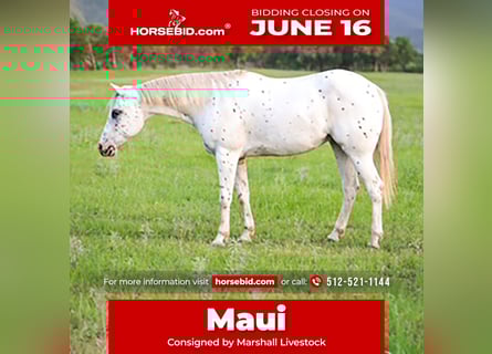 Pony of the Americas, Wallach, 15 Jahre, 147 cm