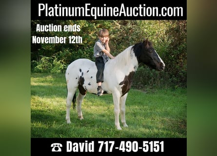 Pony of the Americas, Wallach, 16 Jahre, 124 cm, Tobiano-alle-Farben