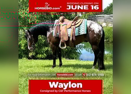 Pony of the Americas, Wallach, 4 Jahre, 135 cm, Rotbrauner