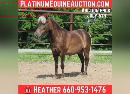 Pony of the Americas, Wallach, 5 Jahre, 102 cm, Hellbrauner