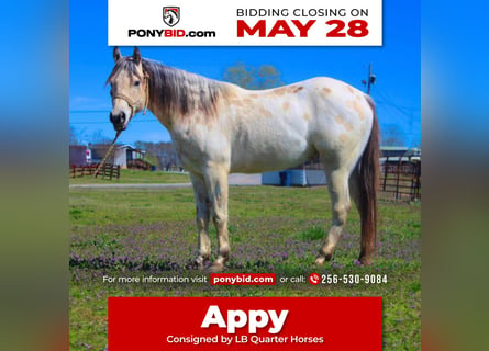 Pony of the Americas, Wallach, 5 Jahre, 142 cm, Buckskin