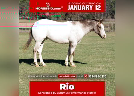 Pony of the Americas, Wallach, 6 Jahre, 137 cm, Roan-Red