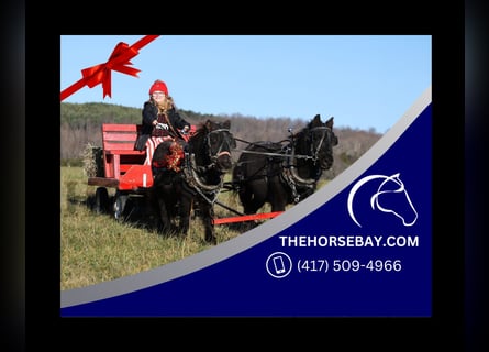Pony of the Americas, Wallach, 6 Jahre, 91 cm, Rappe