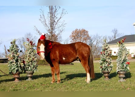 Pony of the Americas, Wallach, 6 Jahre, Rotfuchs