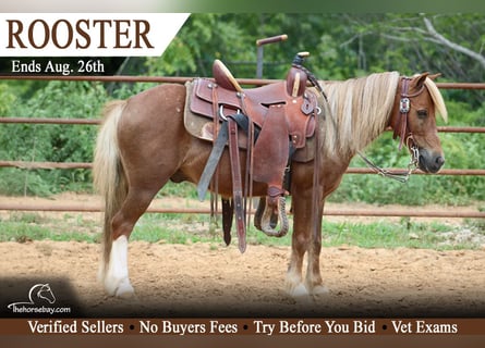 Pony of the Americas, Wallach, 8 Jahre, 102 cm, Rotfuchs