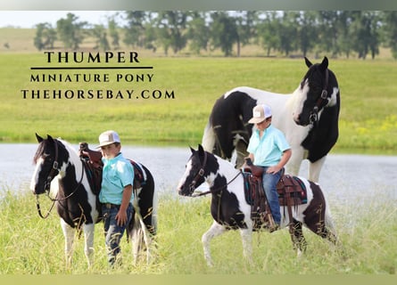 Pony of the Americas, Wallach, 8 Jahre, 102 cm, Tobiano-alle-Farben