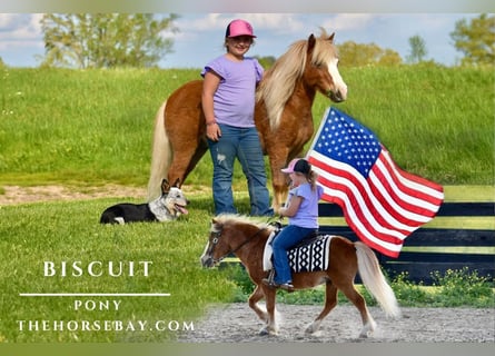 Pony of the Americas, Wallach, 9 Jahre, 102 cm, Rotfuchs