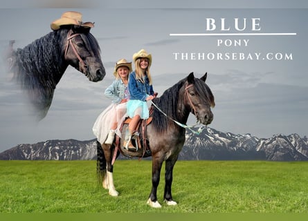 Pony of the Americas, Wallach, 9 Jahre, 124 cm, Roan-Blue