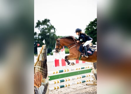 Pony Polacco, Castrone, 17 Anni, 148 cm, Baio ciliegia