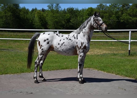 Pony Polacco, Castrone, 3 Anni, 148 cm, Leopard