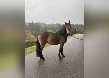 Pony Polacco, Castrone, 4 Anni, 155 cm, Baio