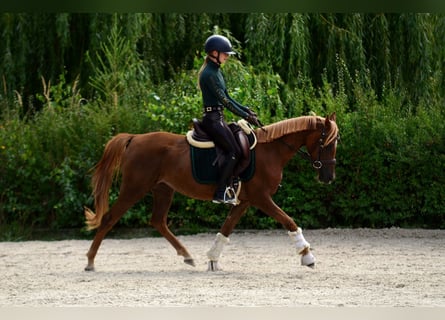 Pony Polacco, Giumenta, 3 Anni, 145 cm, Sauro scuro