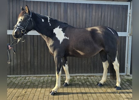 Pony Polacco, Giumenta, 5 Anni, 154 cm, Pezzato