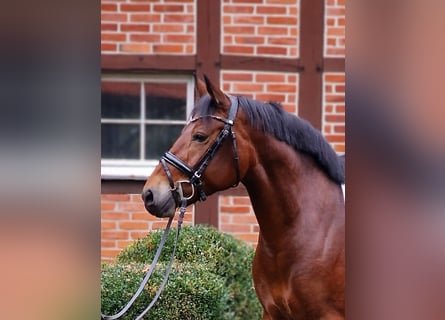 Pony Polacco, Giumenta, 6 Anni, Baio