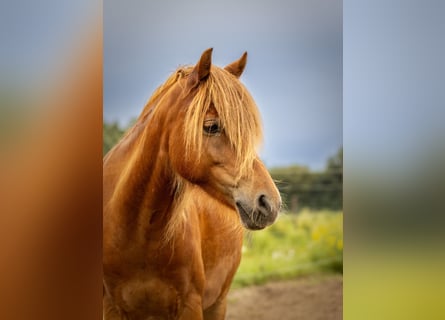 Pony tedesco, Castrone, 10 Anni, 132 cm, Sauro