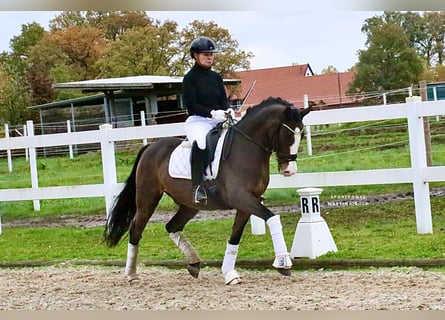 Pony tedesco, Castrone, 10 Anni, 147 cm, Baio