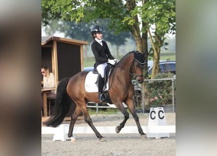 Pony tedesco, Castrone, 10 Anni, 148 cm, Baio