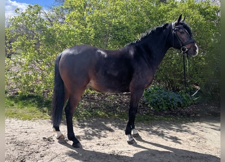 Pony tedesco, Castrone, 10 Anni, 148 cm, Baio scuro