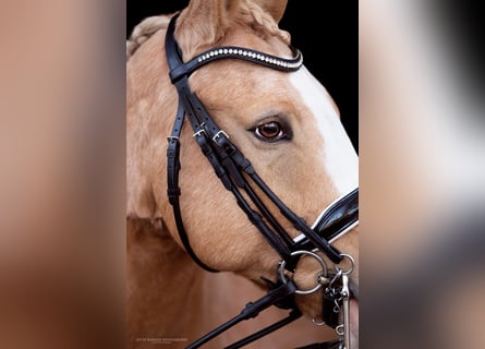 Pony tedesco, Castrone, 10 Anni, 148 cm, Palomino