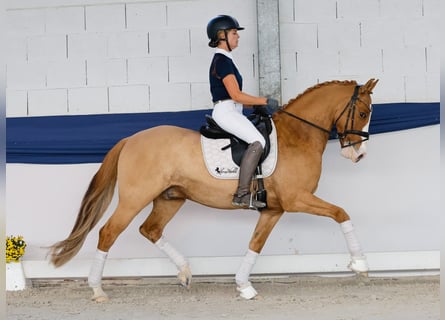 Pony tedesco, Castrone, 10 Anni, 148 cm, Palomino
