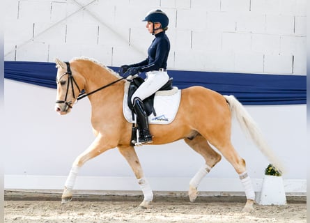 Pony tedesco, Castrone, 10 Anni, 148 cm, Palomino